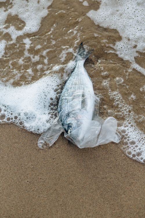 Free A dead fish caught in clear plastic lies on the sandy shore, highlighting water pollution. Stock Photo