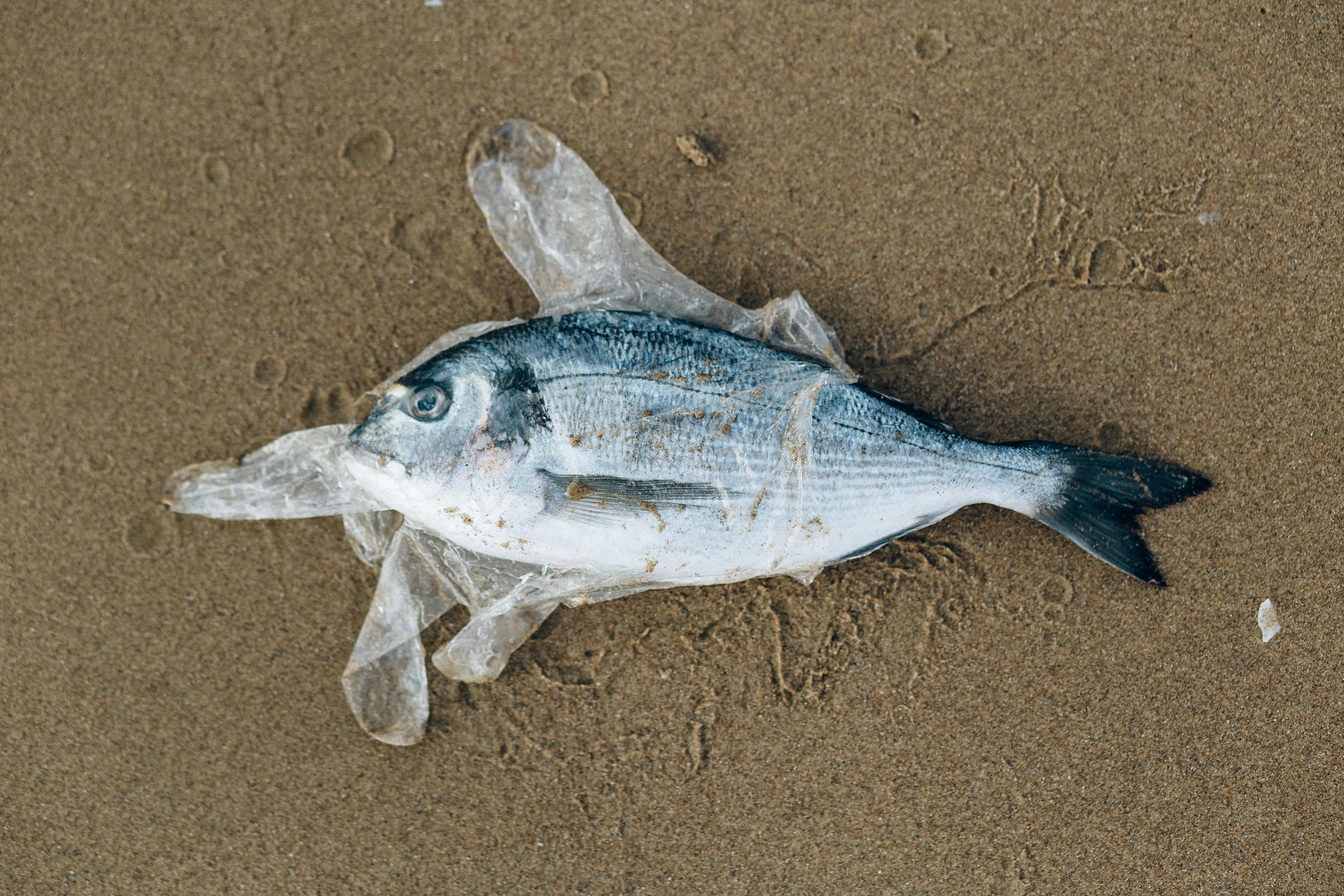 Gray Fish in a Plastic Glove on Gray Sand · Free Stock Photo