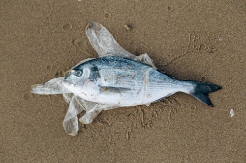 Gray Fish in a Plastic Glove on Gray Sand