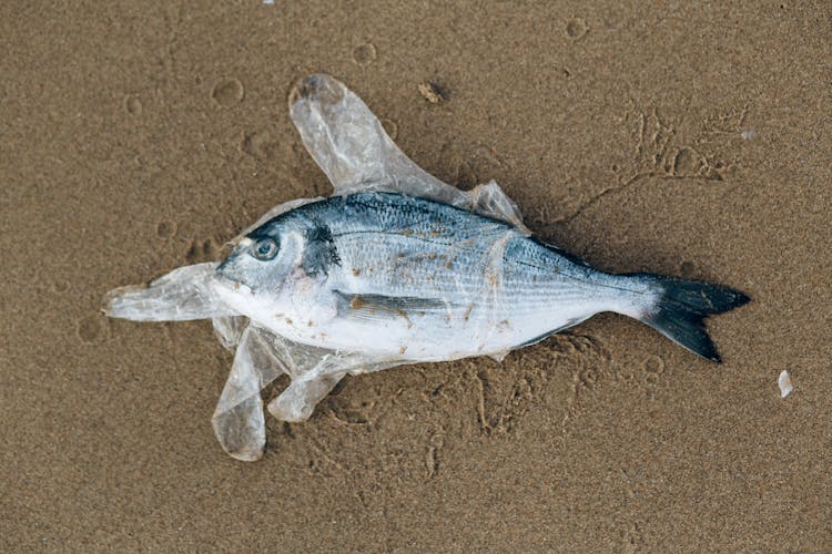 Gray Fish In A Plastic Glove On Gray Sand