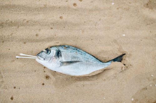 Free Dead fish with cotton buds on sandy beach, highlighting pollution. Stock Photo