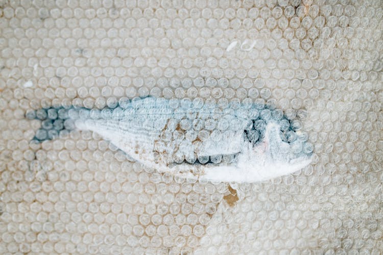 Fish On Sand Covered With Bubble Wrap