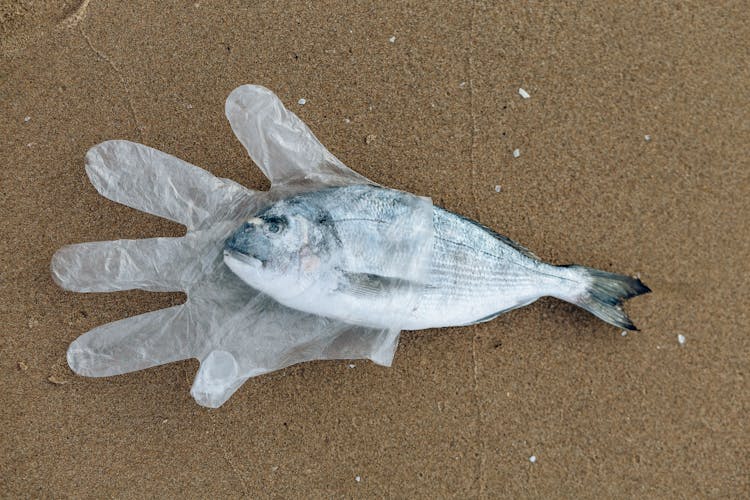 A Fish In A Disposable Glove On Sand