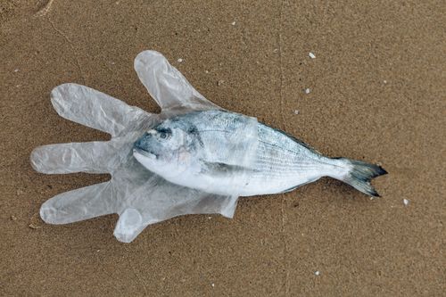 Free Plastic glove and fish on sandy beach, highlighting ocean pollution issues. Stock Photo