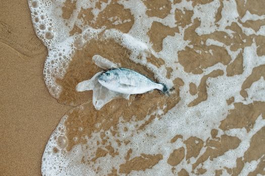 透明塑料手套缠住了海滩上的鱼，海浪凸显了污染问题