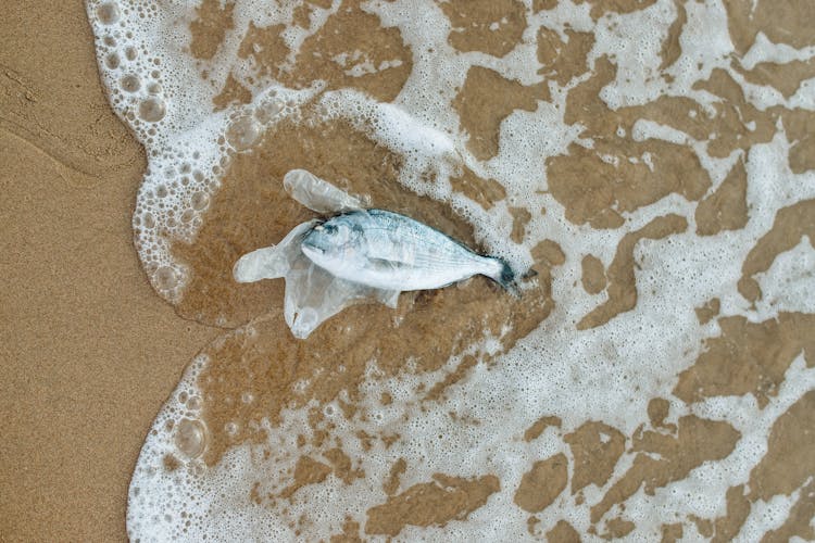 Fish In A Clear Plastic By The Seashore