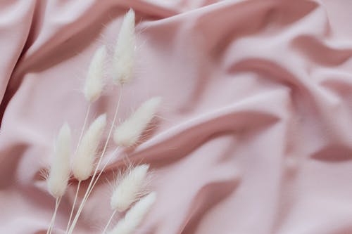 

Hare's Tail on a Pink Cloth