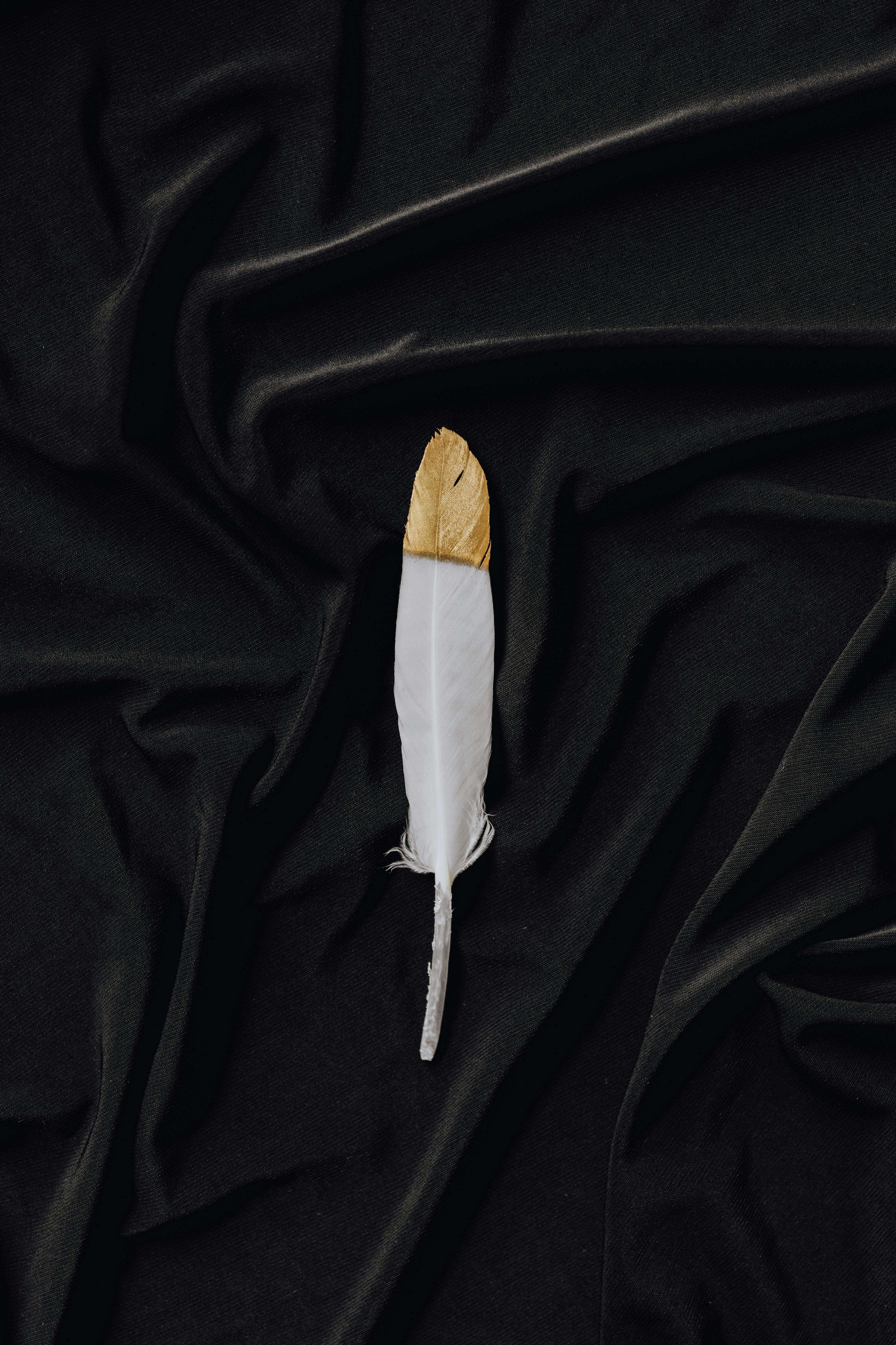 white and gold feather on black textile