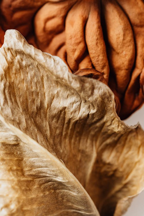 Dried Leaf in Close-up Photography