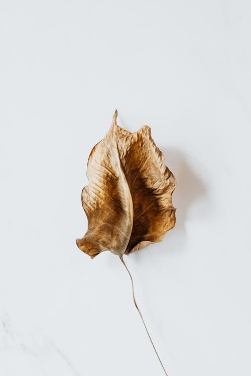 A Dried Leaf on a White Surface