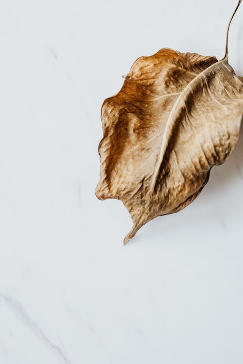 Brown Leaf on White Surface