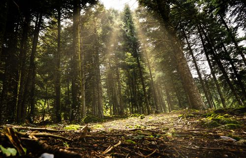 Free Beautiful forest landscape with sunbeams streaming through trees, capturing nature's serene beauty. Stock Photo