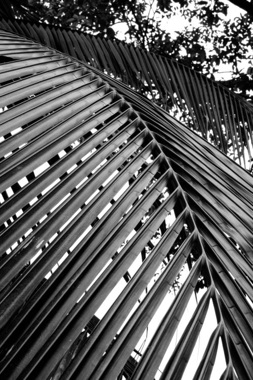 Free Monochrome photograph showcasing detailed textures of palm leaves. Stock Photo