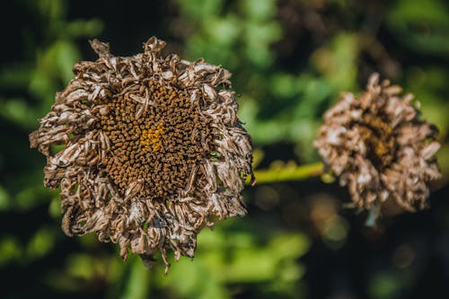 Základová fotografie zdarma na téma kwiaty, ogrod, pará