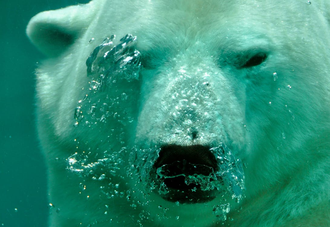 Free Close Up Photo of Polar Bear Underwater Stock Photo