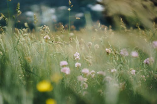 Kostnadsfri bild av äng, arom, blomma