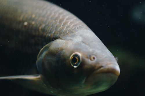 Free Side view of Aspius fish swimming under water of aquarium against dark background Stock Photo