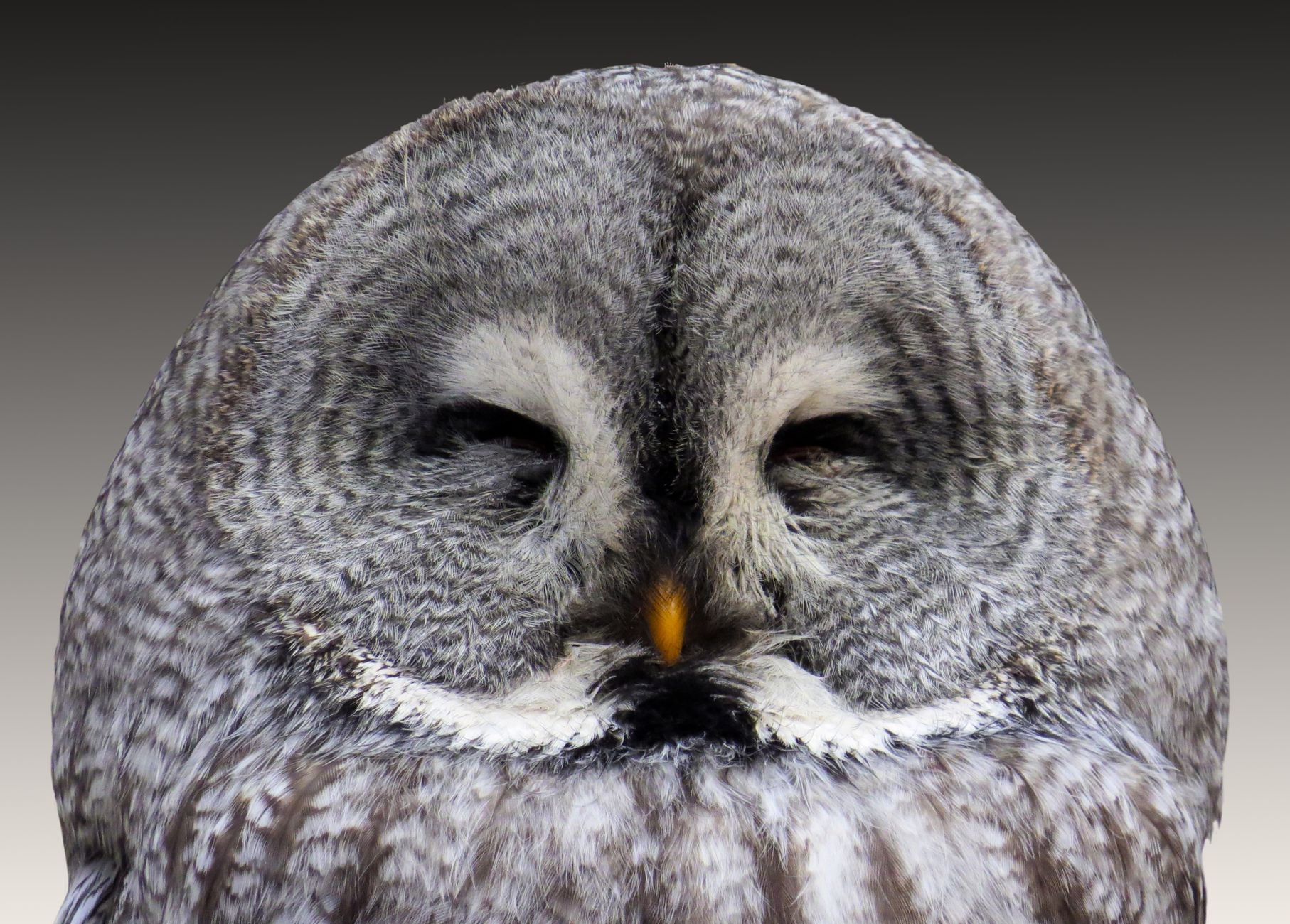 Detailed face portrait of a Great Grey Owl (Strix nebulosa) showing intricate plumage patterns.