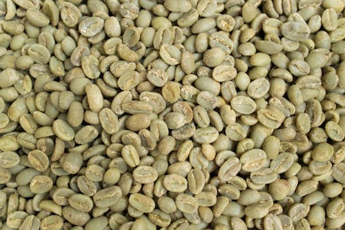 Free Bunch of Green Coffee Beans Stock Photo