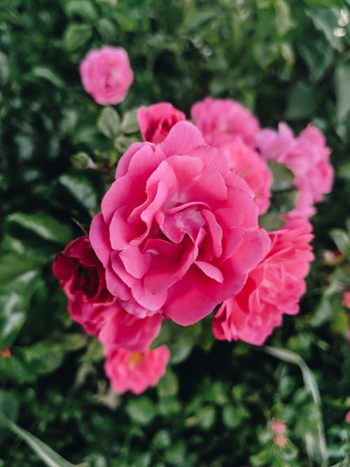 คลังภาพถ่ายฟรี ของ ความสด, ดอกกุหลาบสีชมพู, ดอกไม้