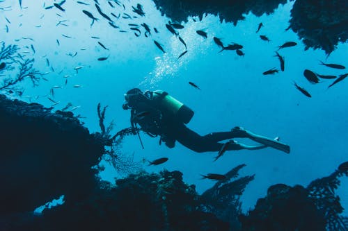 Free Diver Swimming among Fish  Stock Photo
