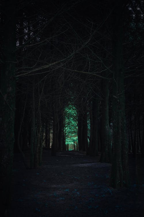 Kostenloses Stock Foto zu bosque, caminar al atardecer