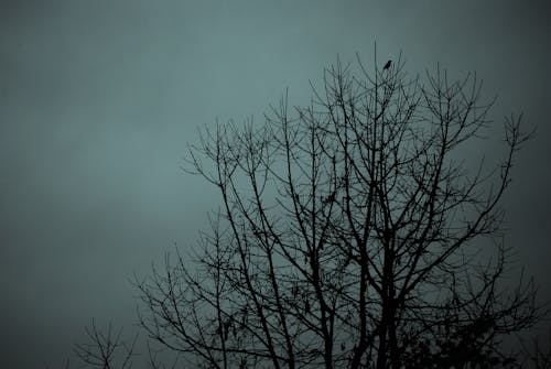 Free stock photo of bird, branches, dark