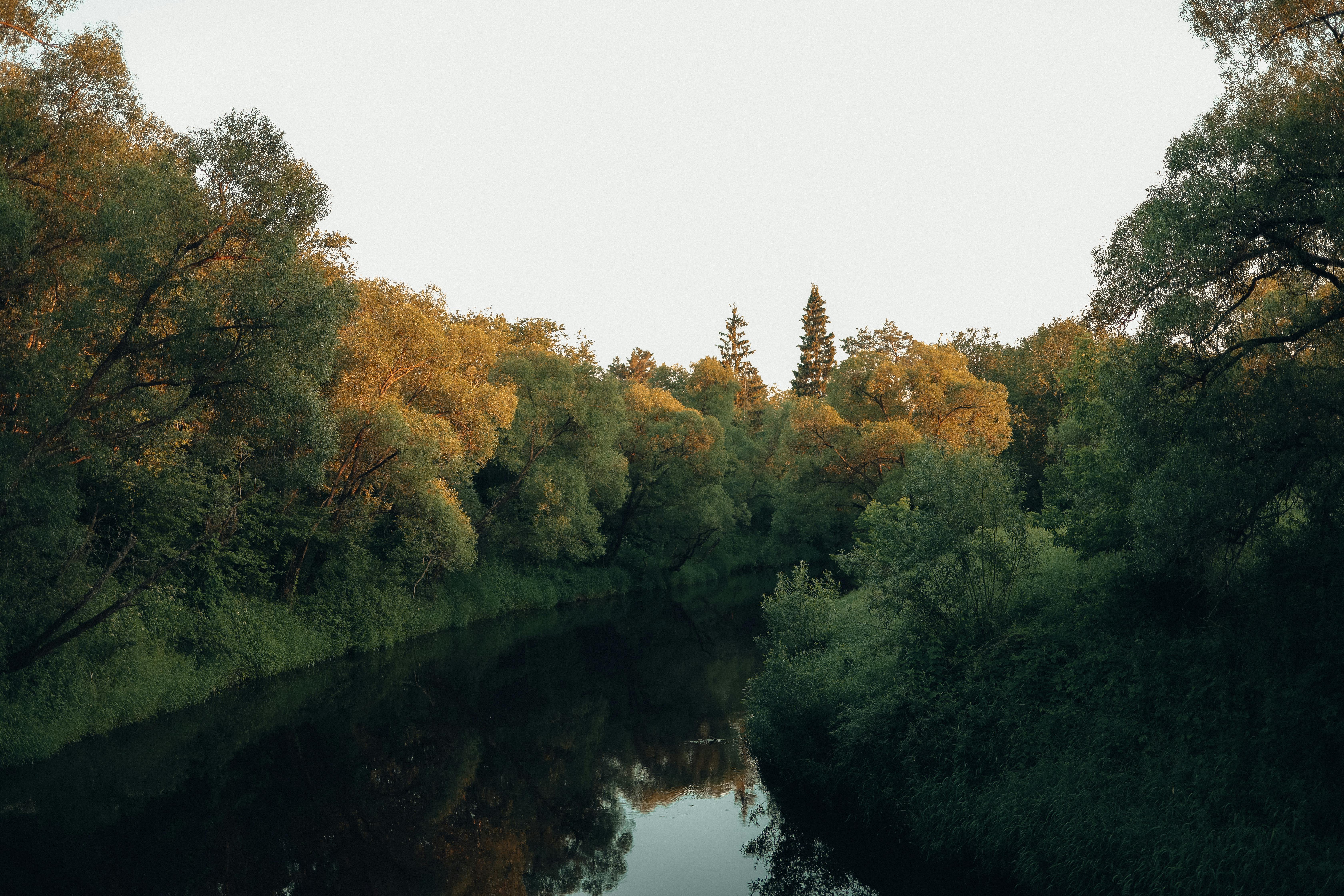 What naturally improves kidney function?