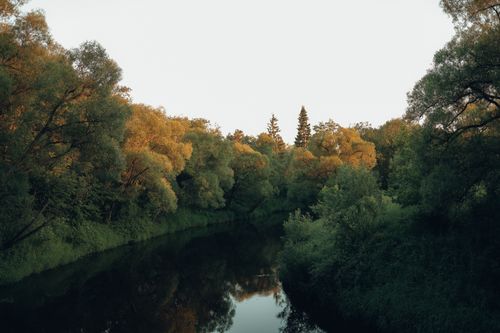 Free A tranquil river reflecting lush green trees under a calm, white sky. Stock Photo