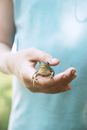 Brown Frog on Persons Hand