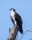 Black and White Bird on Brown Tree Branch