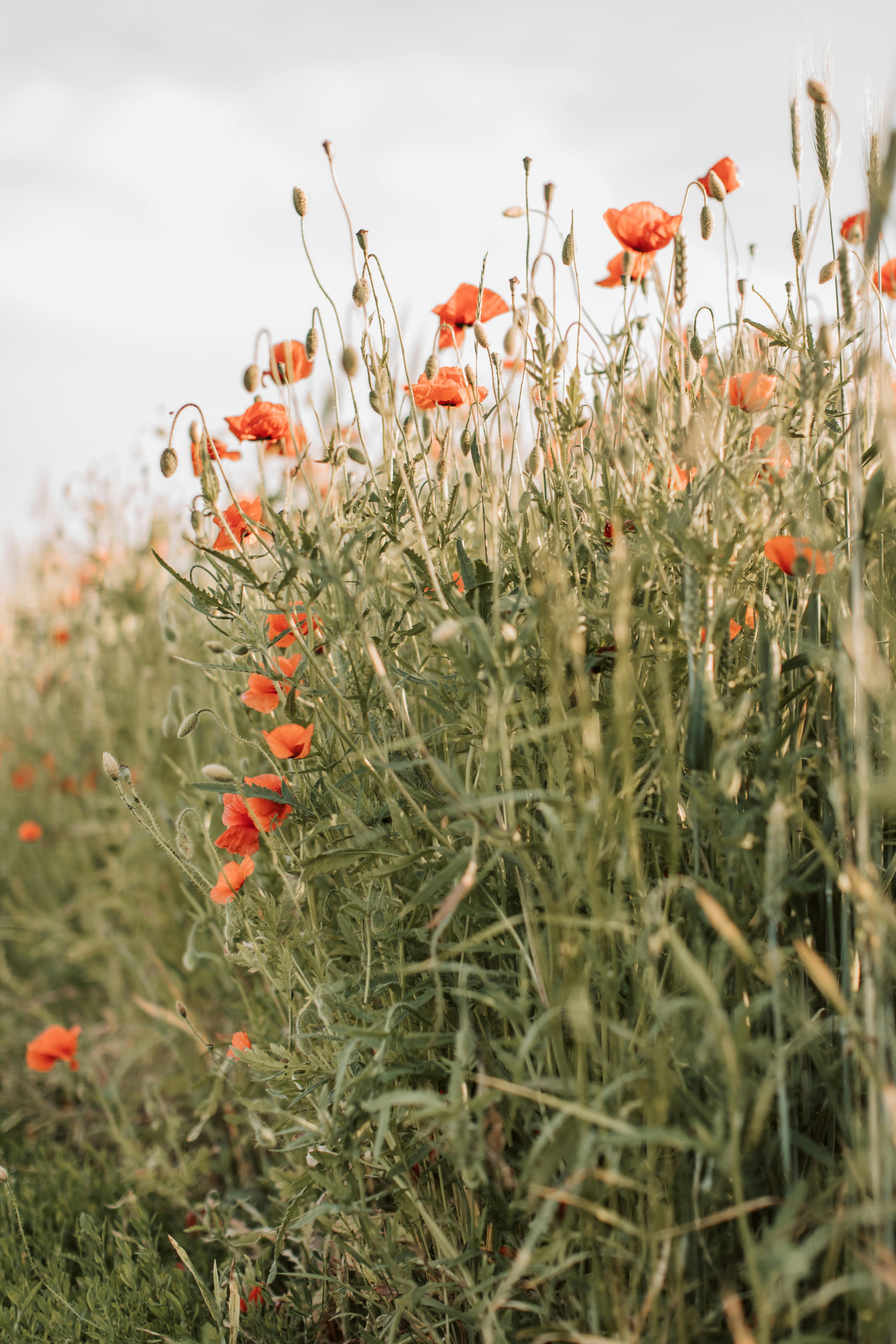 Red Flowers & Clouds Aesthetic Wallpapers - Flowers Wallpapers