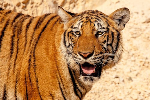 Photo Of A Tiger