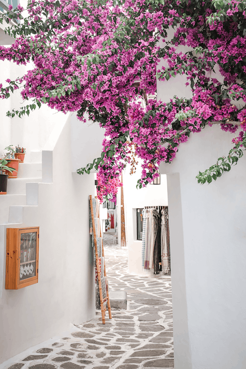 Purple flower on white wall