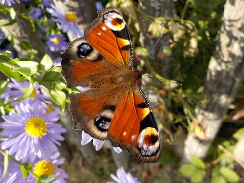 Papillon Orange Blanc Et Noir Perché Sur Fleur