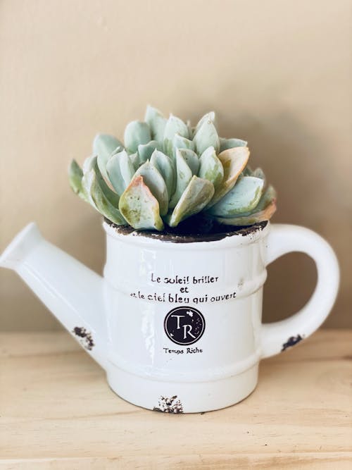Green Succulent Plant in Small Ceramic Watering Can 