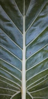 Detailed close-up of a green leaf with prominent veins, showcasing nature's intricate design.