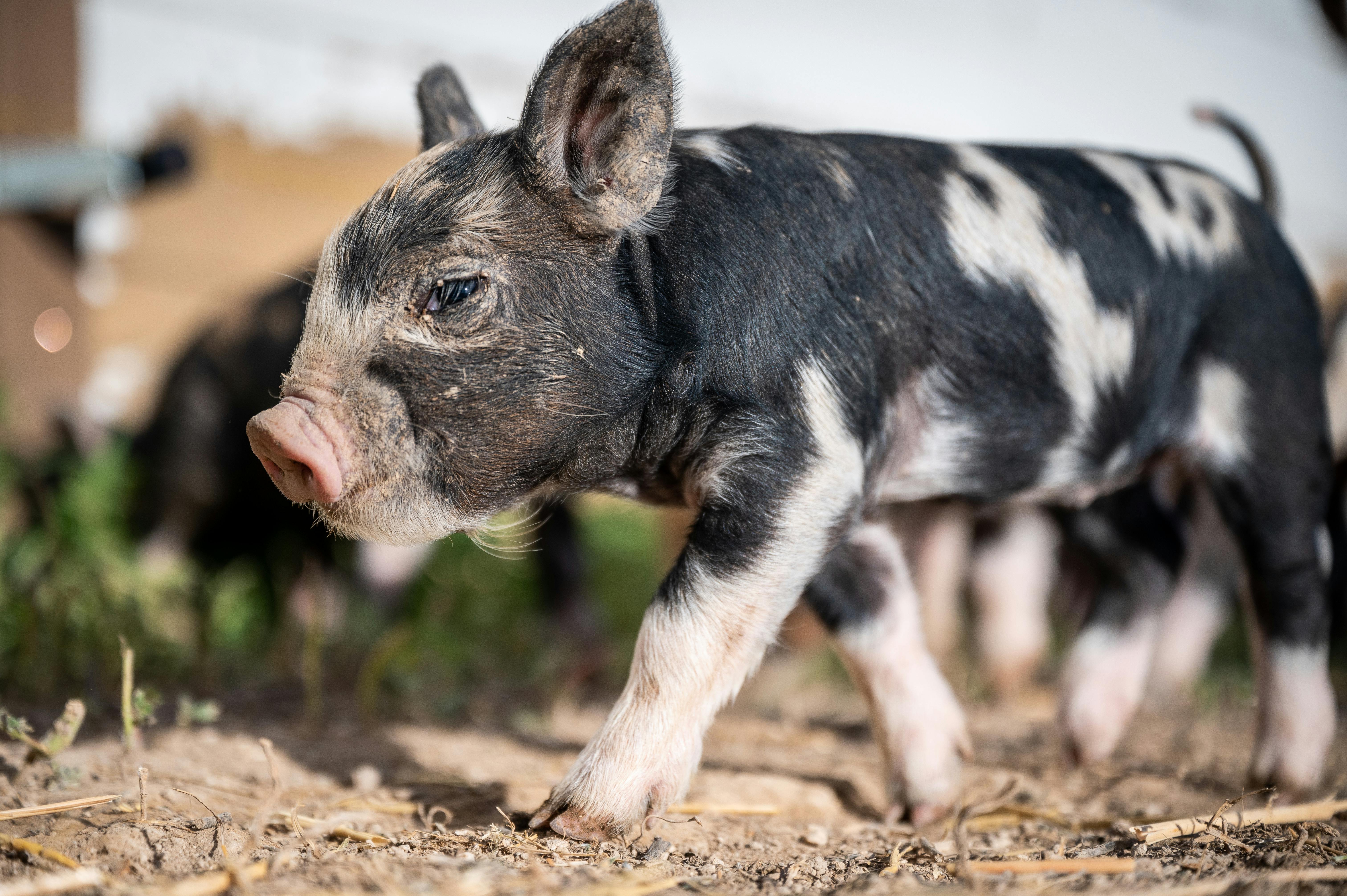 spotted mini pig walking on farm