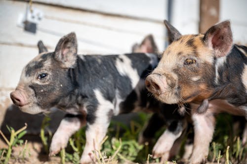 Cute piglets in green grass