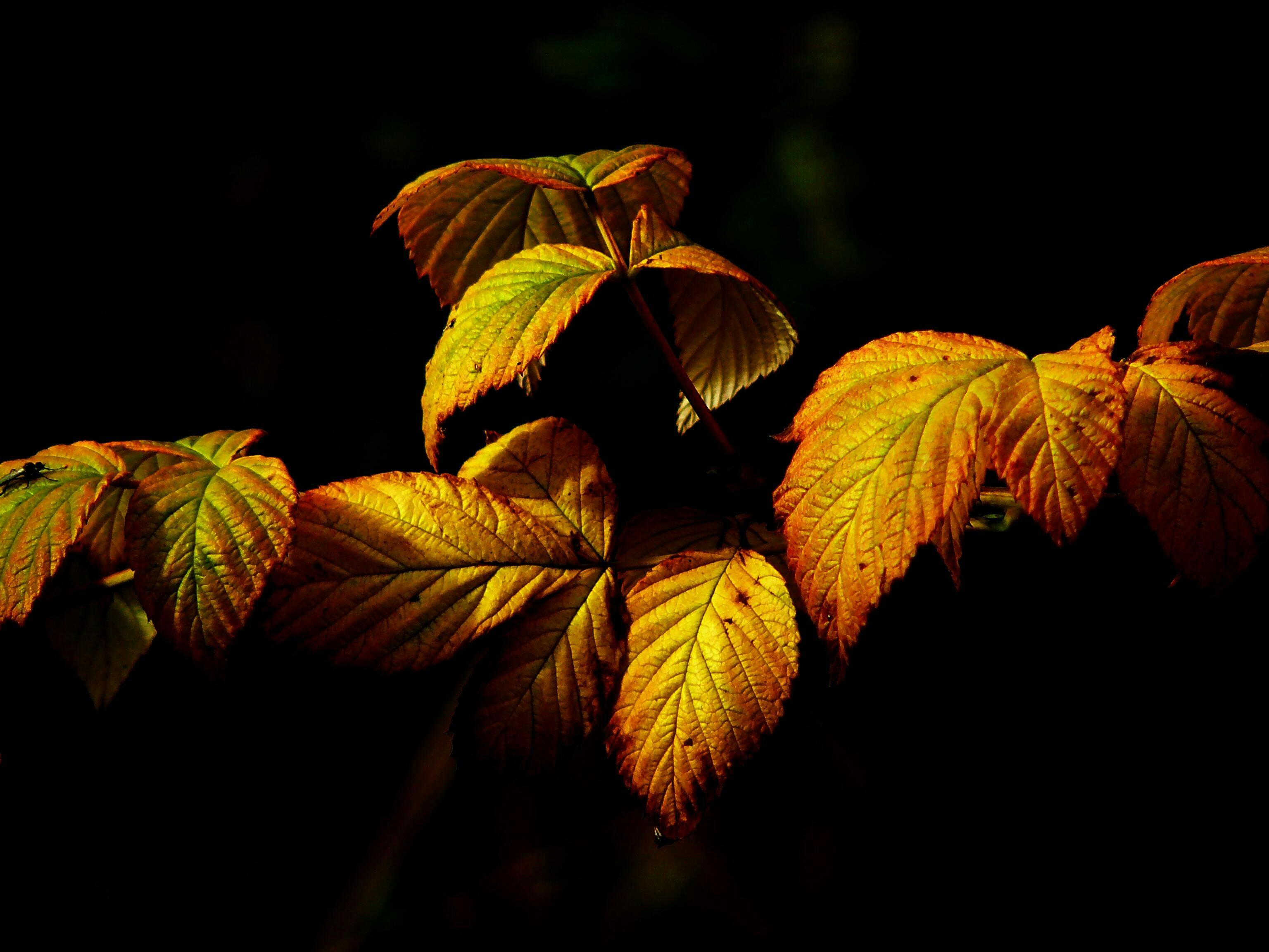 orange and green leafed plant