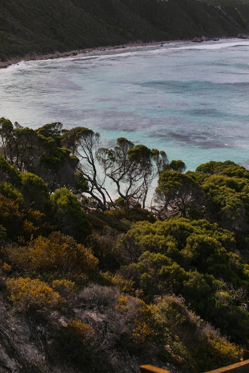 Foto d'estoc gratuïta de arbres verds, Austràlia, esperança