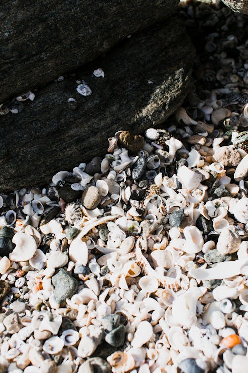 Free Pile of Seashells Stock Photo