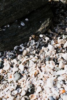 岩石海滩上，各种贝壳的特写镜头展示了自然的纹理和多样性