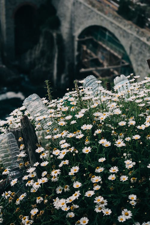 Бесплатное стоковое фото с белые цветы, вертикальный выстрел, маргаритки