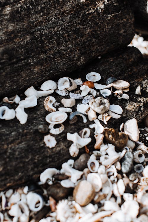 Pile of various white cockle shells and small pebbles on stony rough surface