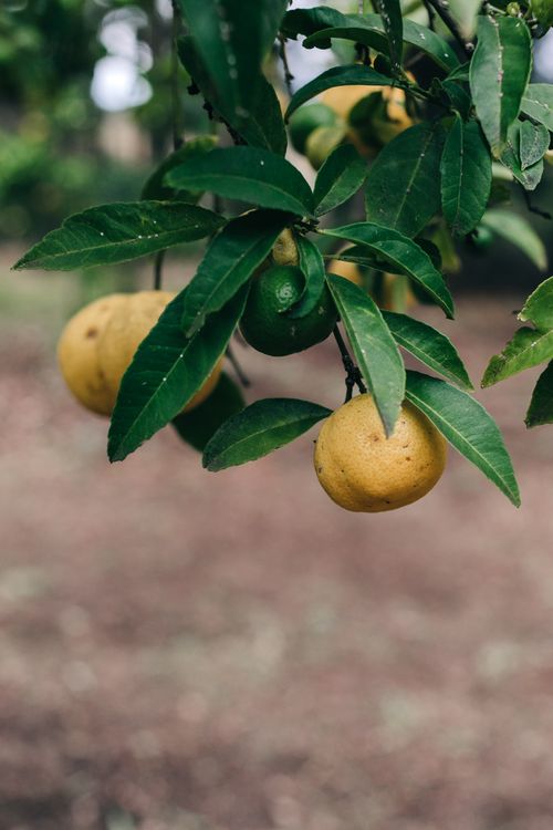 Free Close-up shot of ripe yellow and unripe green lemons hanging on a tree branch with green leaves. Stock Photo