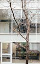 Leafless Tree Near Glass Window
