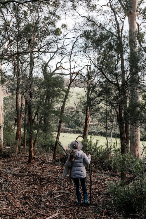 Fotos de stock gratuitas de al aire libre, arboles, de espaldas