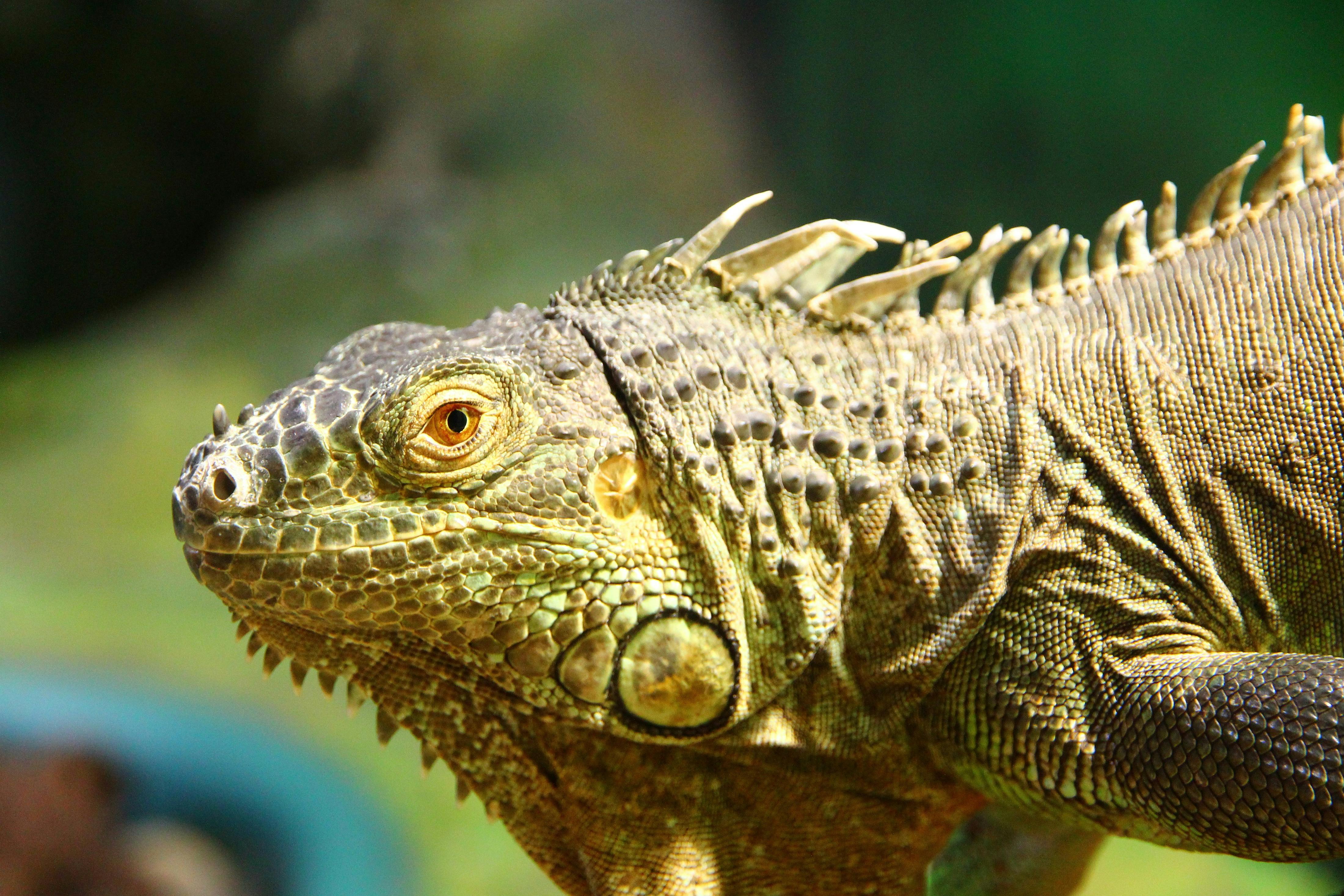 Blue and Brown Iguana · Free Stock Photo