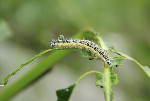 곤충 사진, 매크로 촬영, 애벌레의 무료 스톡 사진